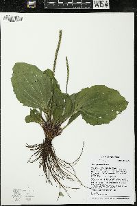 Plantago rugelii image