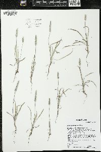 Plantago patagonica image