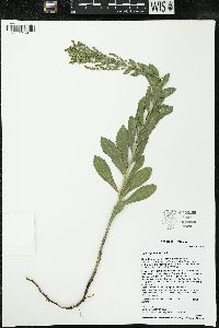 Solidago mollis image