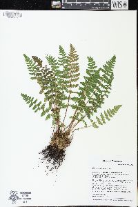 Woodsia ilvensis image