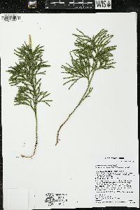 Dendrolycopodium hickeyi image