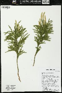 Dendrolycopodium dendroideum image