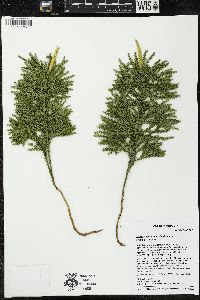 Dendrolycopodium dendroideum image