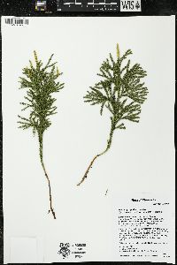 Dendrolycopodium hickeyi image