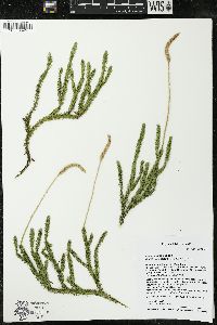 Lycopodium lagopus image