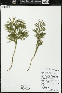 Dendrolycopodium hickeyi image