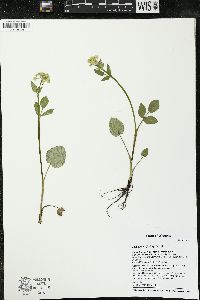 Zizia aptera image