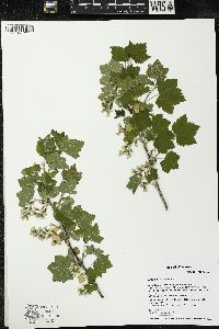 Ribes americanum image