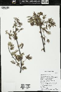 Quercus ellipsoidalis image