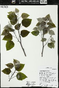 Populus grandidentata image