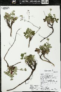 Sibbaldiopsis tridentata image