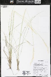 Hesperostipa curtiseta image