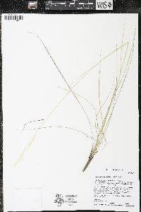 Hesperostipa curtiseta image