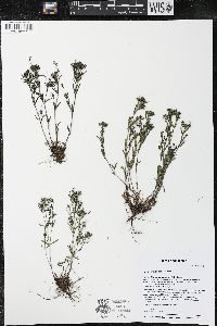 Houstonia longifolia image