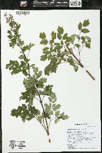 Thalictrum dasycarpum image