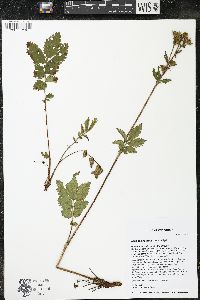 Drymocallis arguta image