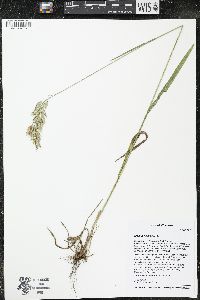 Bromus kalmii image