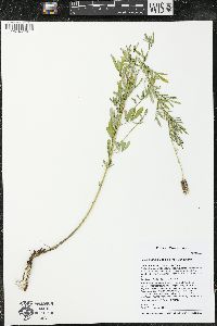 Dalea candida var. candida image