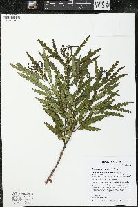 Comptonia peregrina image