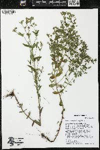 Hypericum majus image