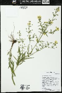 Lysimachia hybrida image