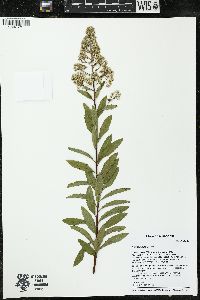 Spiraea alba image