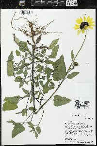 Helianthus petiolaris image