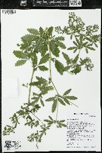 Potentilla rivalis image