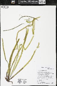 Vallisneria americana image