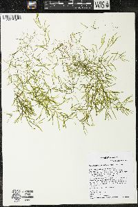 Potamogeton obtusifolius image