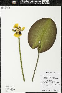 Nuphar variegata image