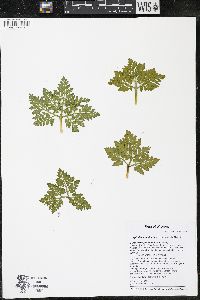 Sceptridium multifidum image