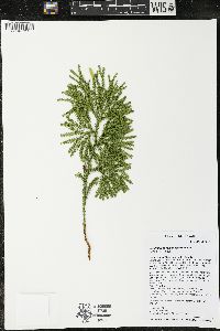 Dendrolycopodium dendroideum image