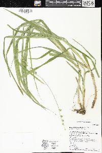 Carex sparganioides image