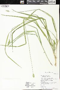 Carex alopecoidea image