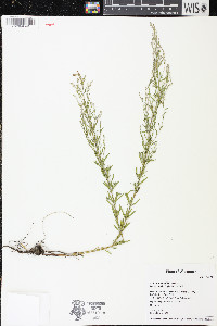 Lechea tenuifolia image