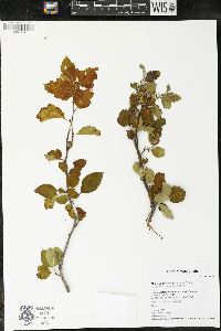 Malus ioënsis image