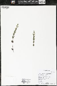 Scutellaria parvula image