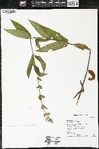 Stachys pilosa image