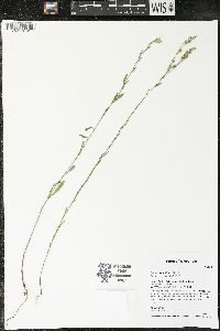 Linum sulcatum image