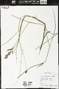 Juncus brevicaudatus image