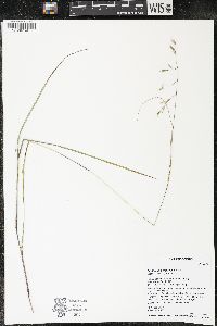 Danthonia compressa image