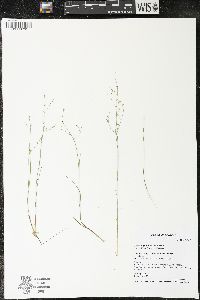 Juncus pelocarpus image