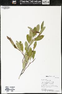 Prunus pumila image