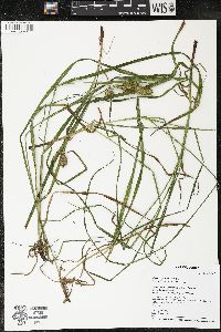 Carex typhina image