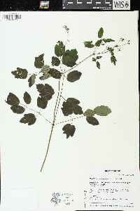 Thalictrum dasycarpum image