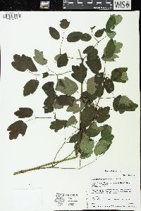 Thalictrum dasycarpum image