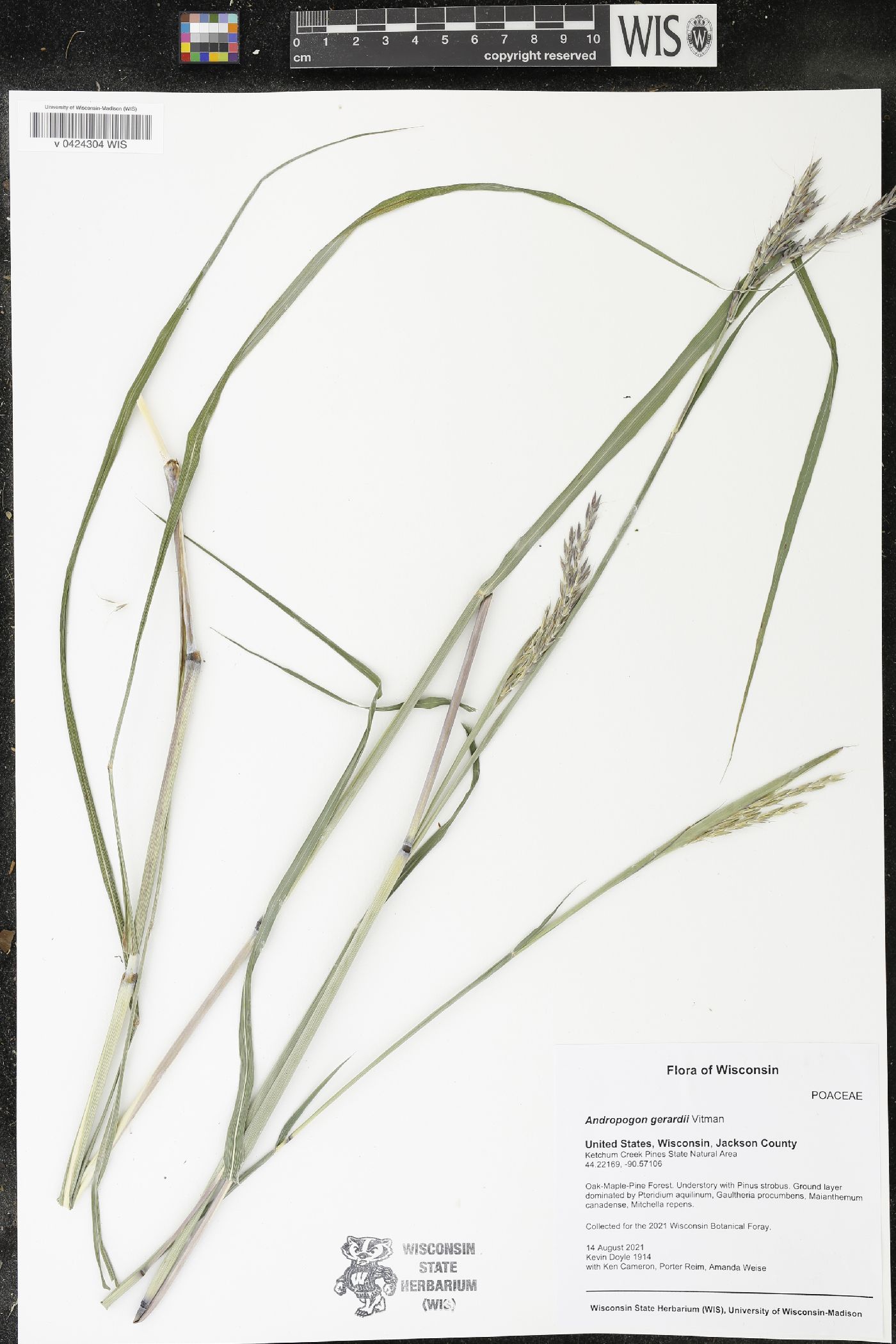 Andropogon gerardii image
