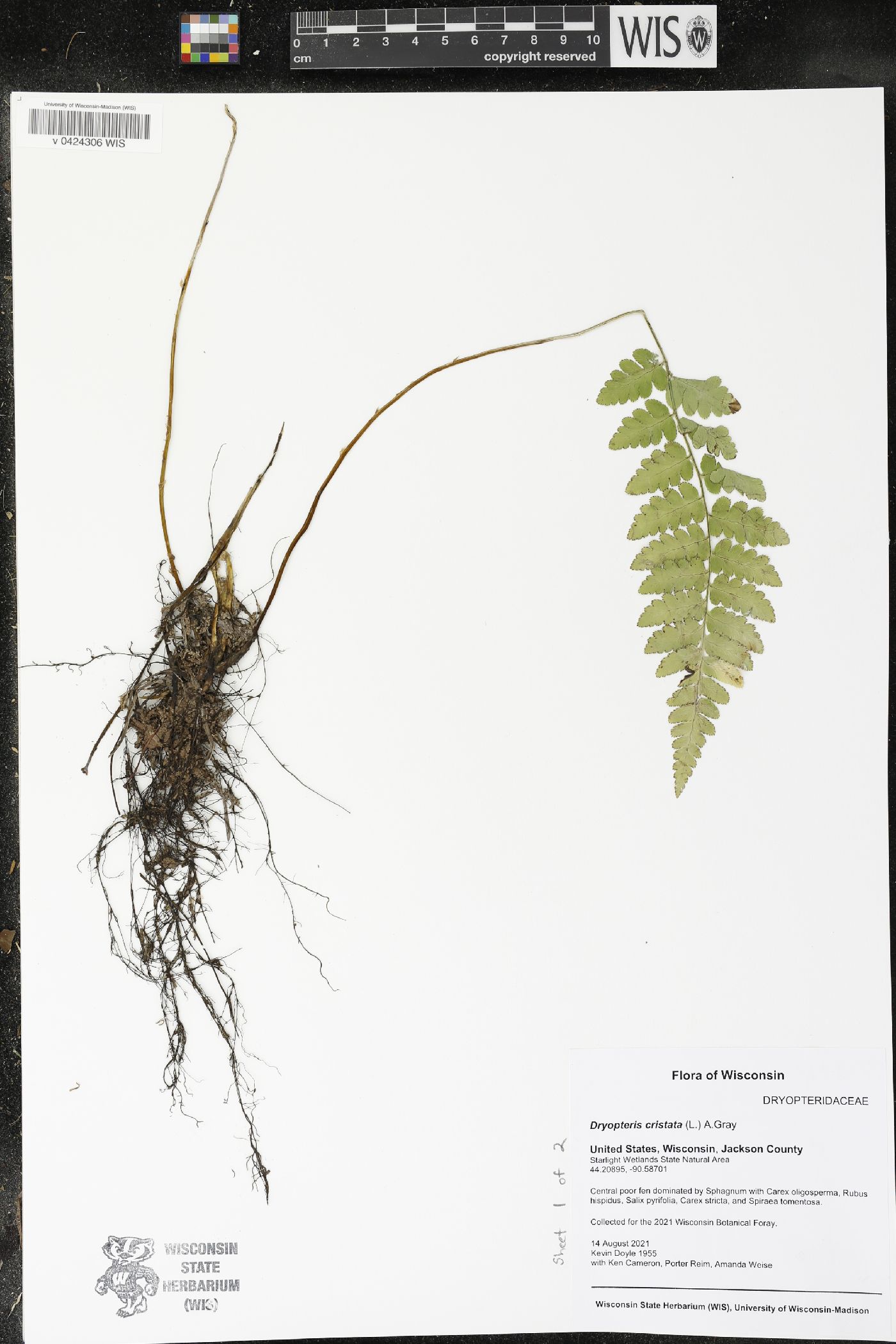 Dryopteris cristata image