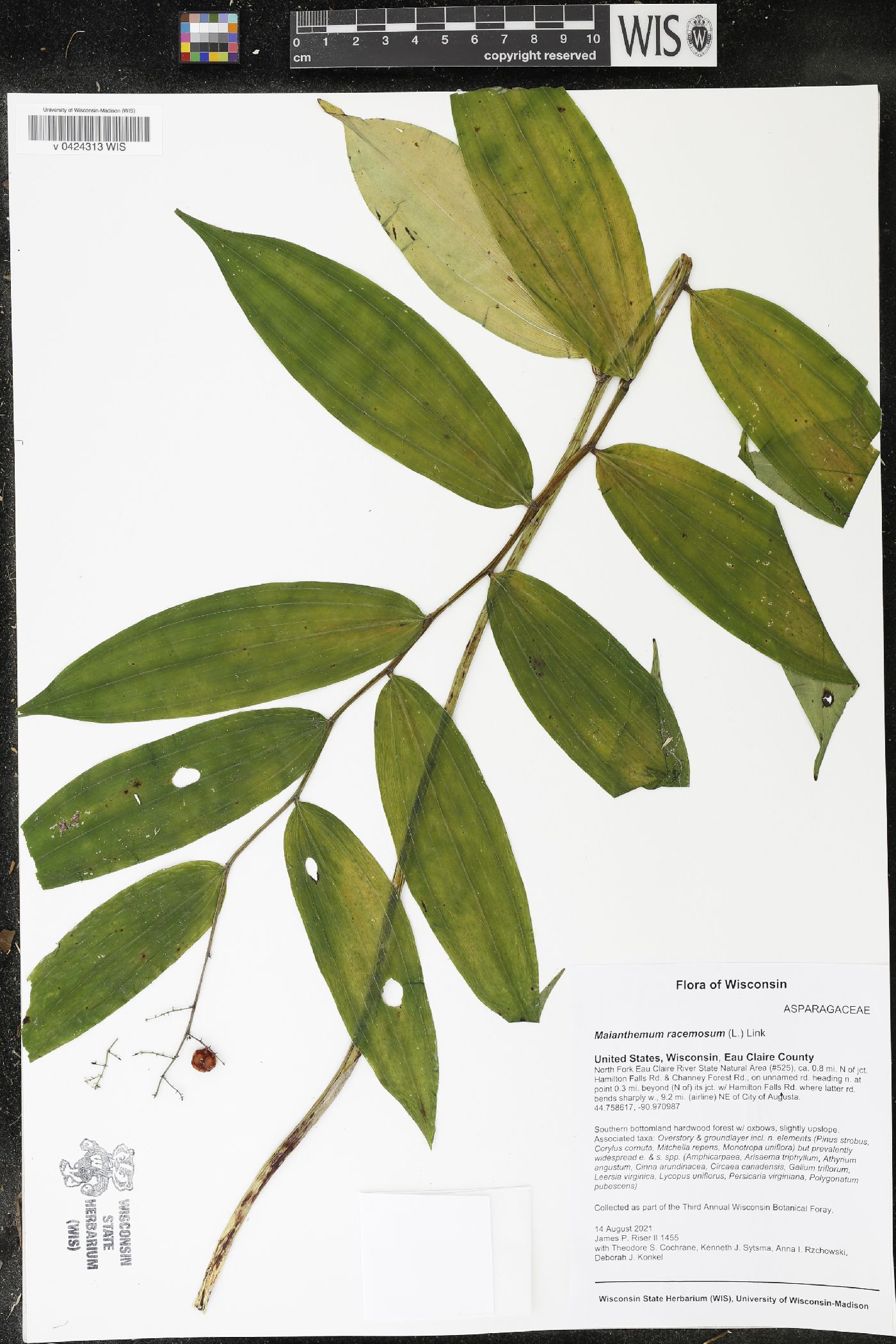 Maianthemum racemosum image